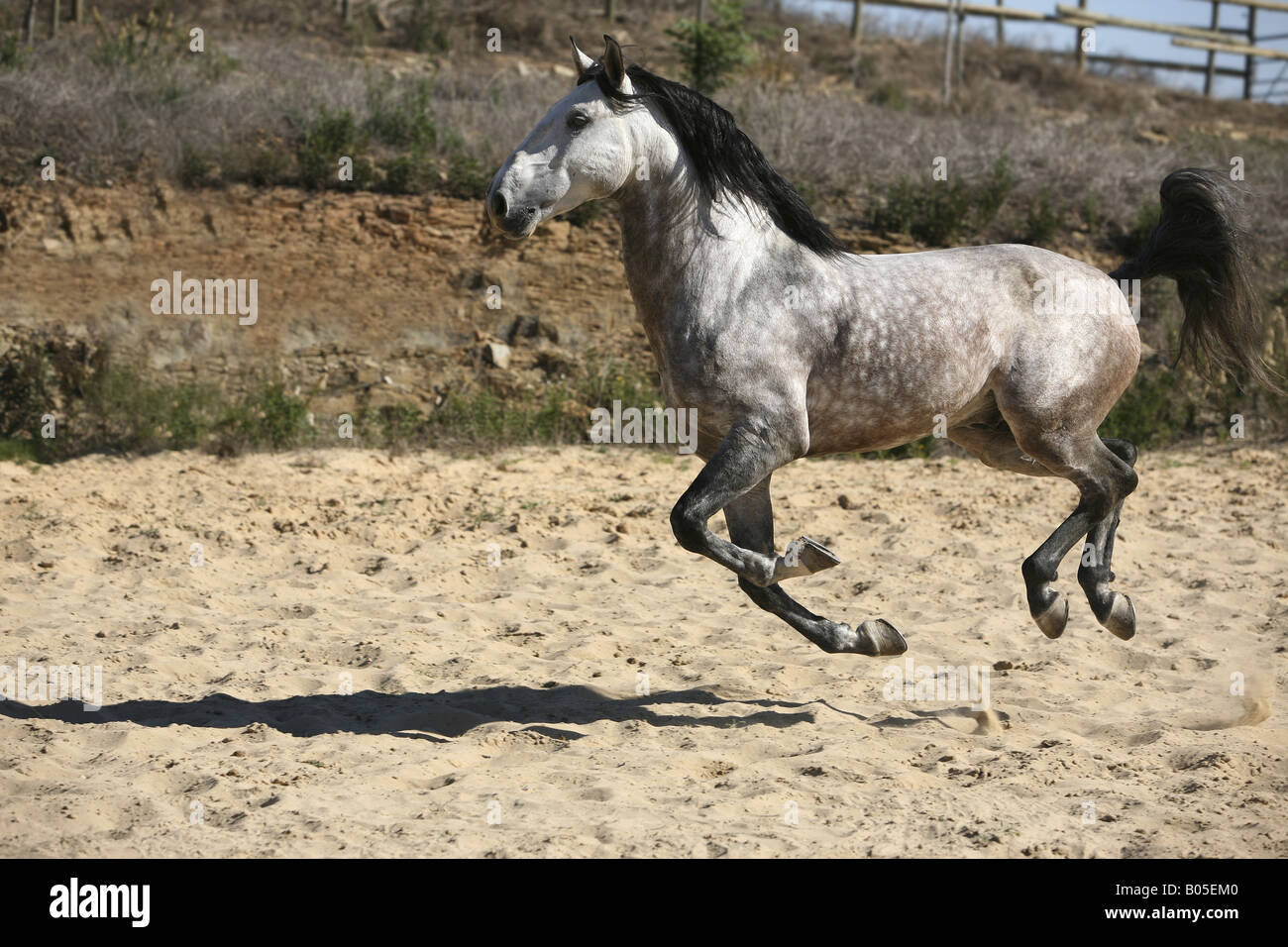 Cheval lusitanien (Equus przewalskii f. caballus), au galop Banque D'Images