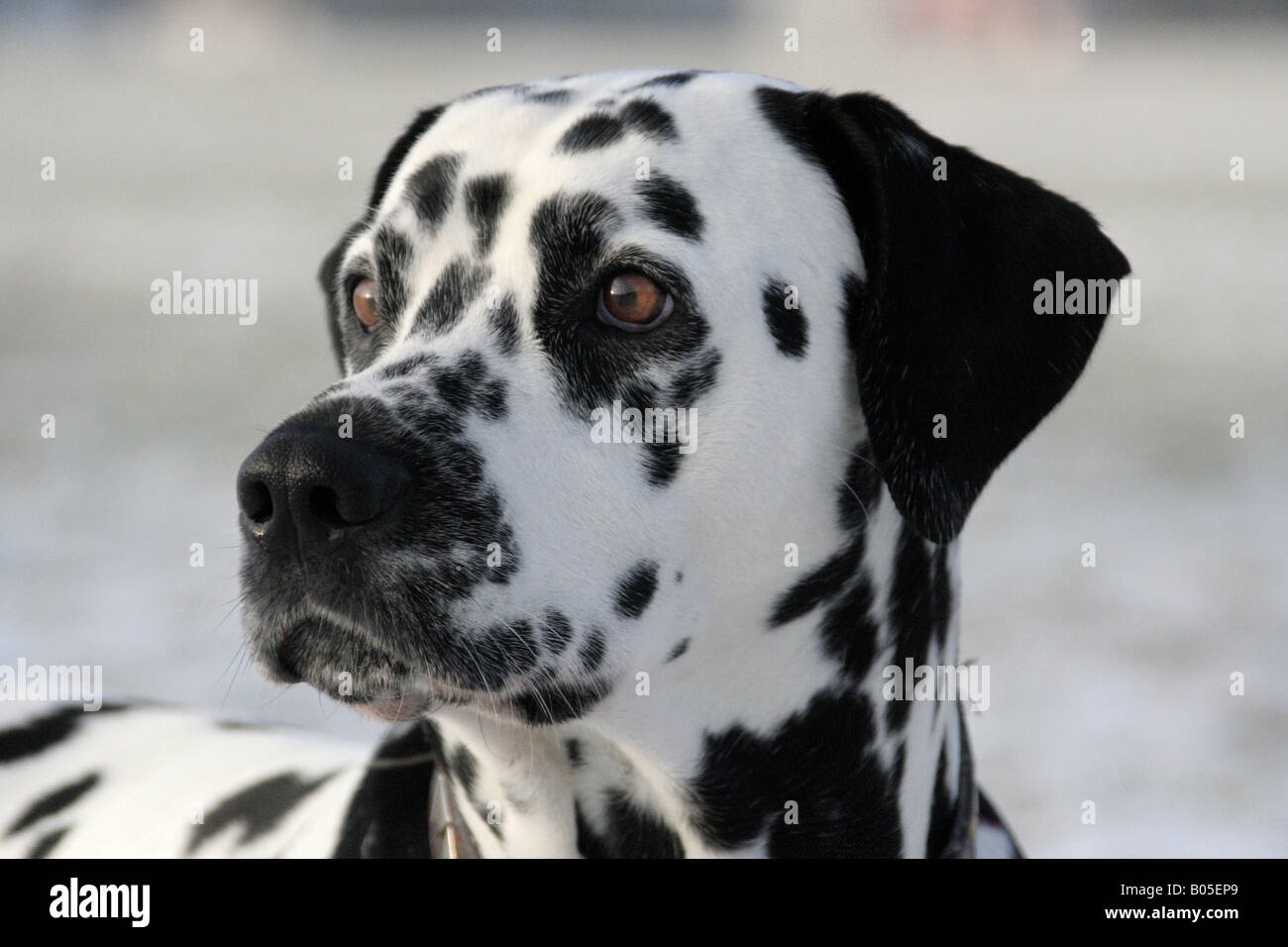 Dalmatien (Canis lupus f. familiaris), portrait Banque D'Images