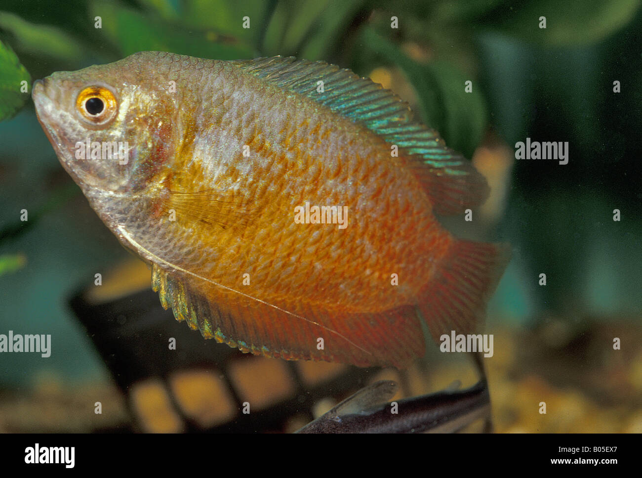 Colisa lalia 'Red', Gourami Nain, Belontiidae, homme Banque D'Images