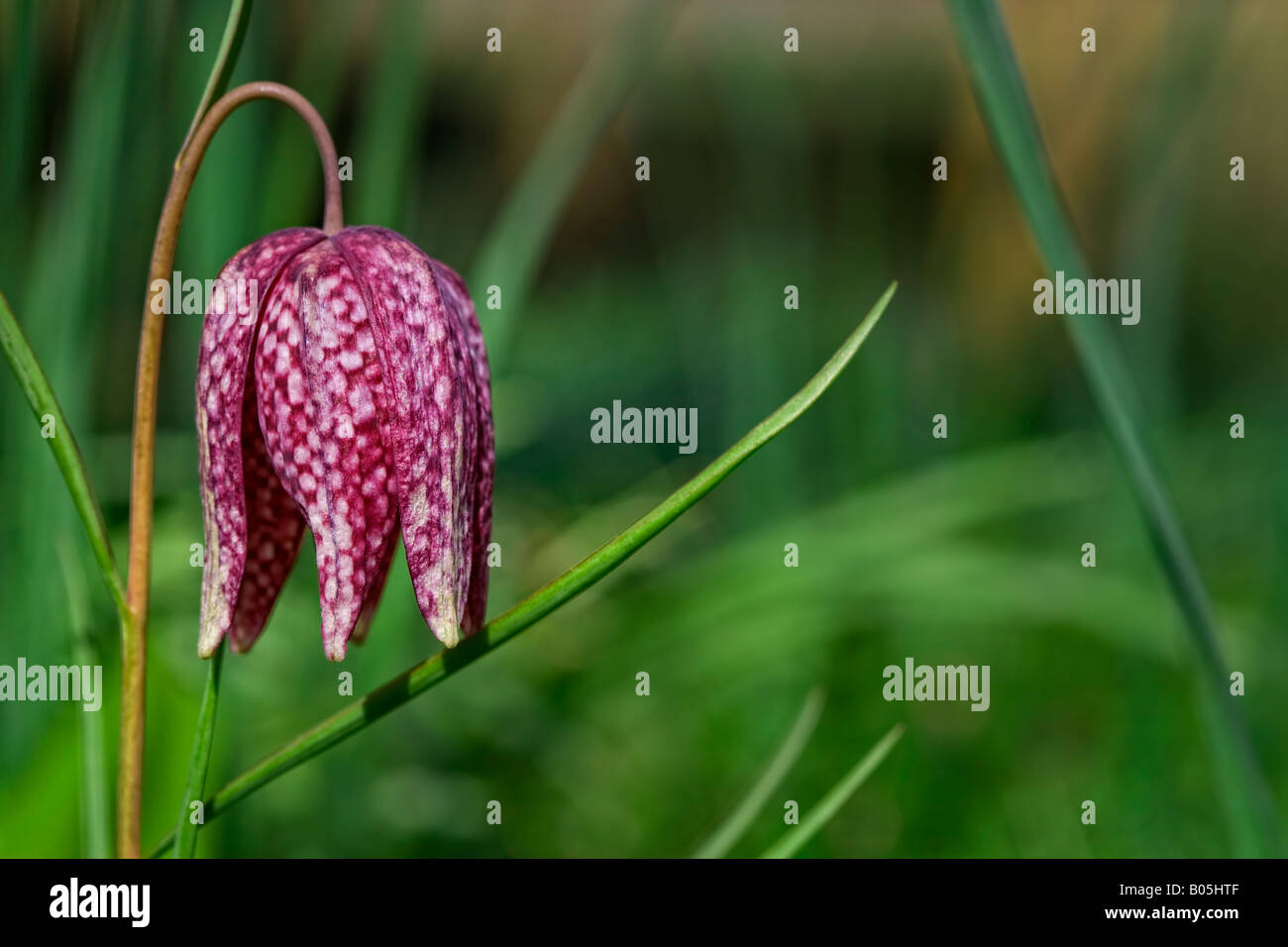 Fritillaria meleagris. Serpents Head fritillary Banque D'Images