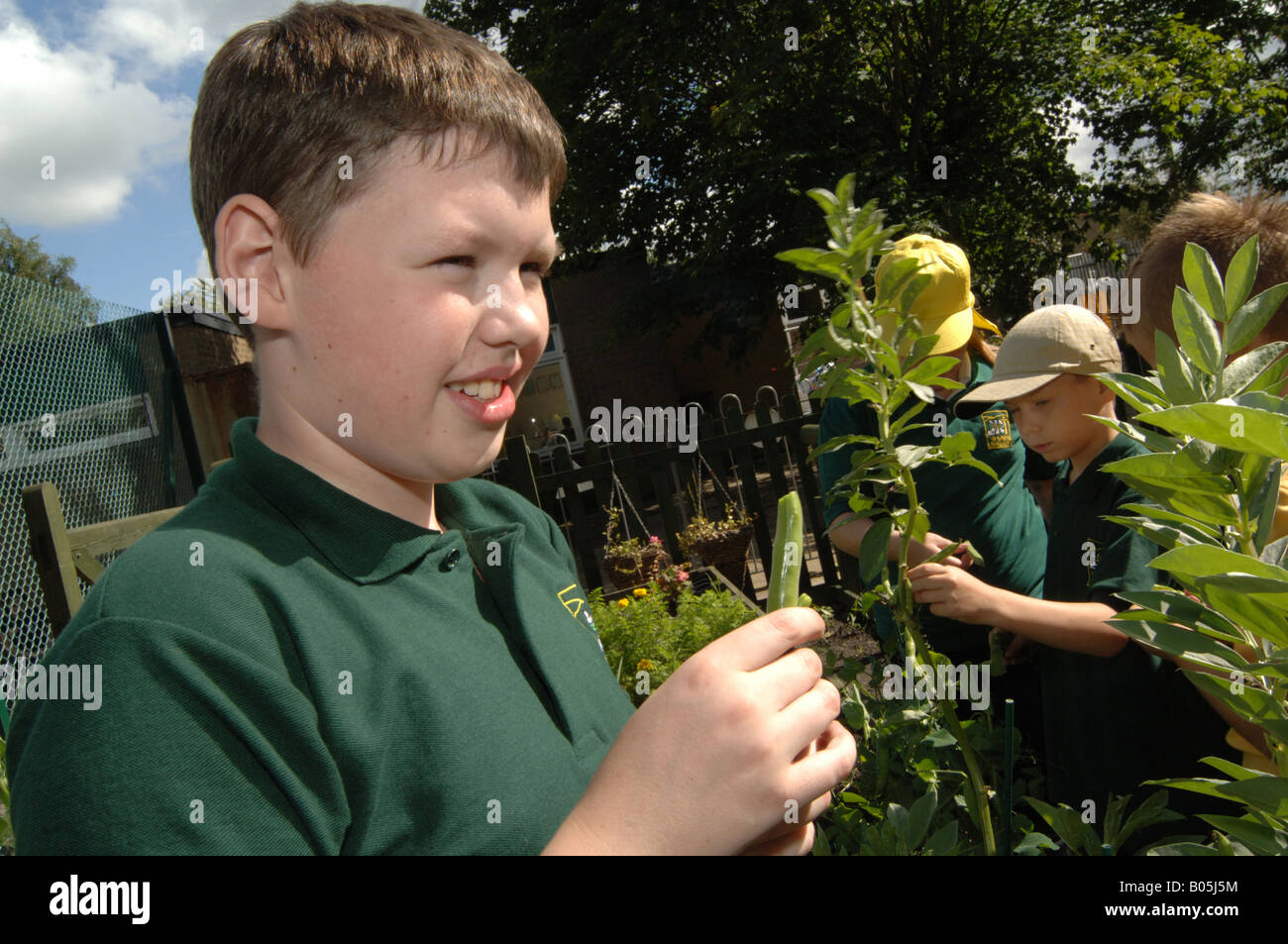 Un garçon essaie de manger les pois cultivés sur l'attribution de l'école, Leeds UK Banque D'Images