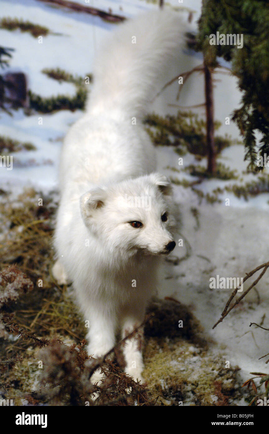 Manitoba un renard arctique en peluche dans le musée Churchill Banque D'Images