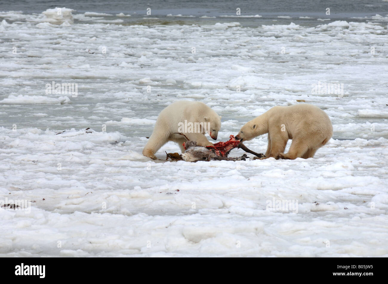 Manitoba Hudson Bay photos uniques de l'ours polaire mâle se nourrissant d'une carcasse de caribou Banque D'Images