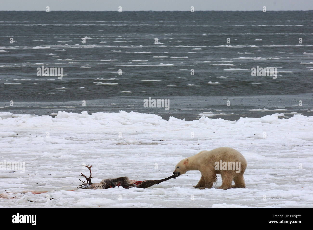 Manitoba Hudson Bay photos uniques de l'ours polaire mâle se nourrissant d'une carcasse de caribou Banque D'Images