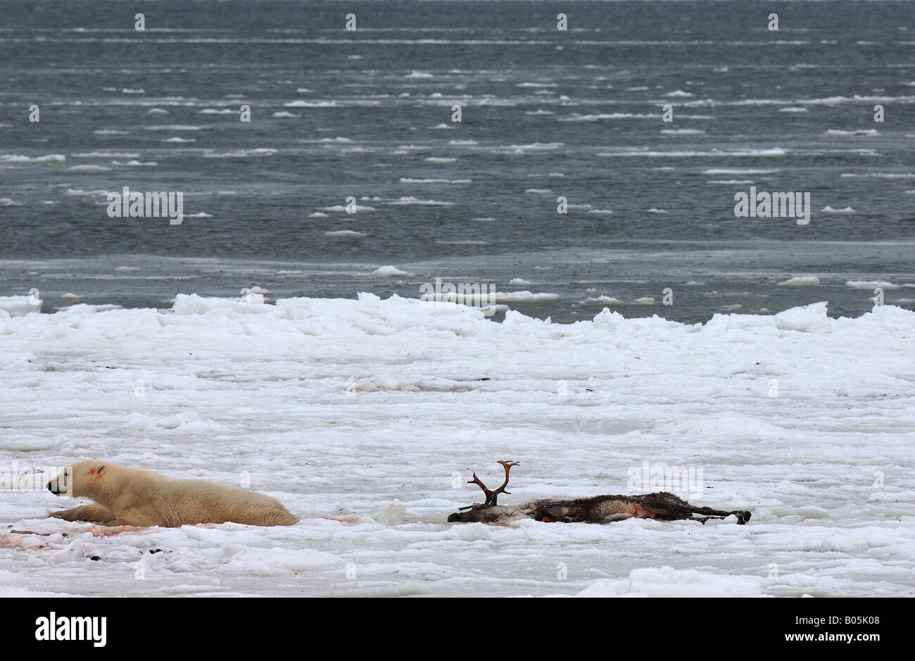 Manitoba Hudson Bay photos uniques de l'ours polaire mâle se nourrissant d'une carcasse de caribou Banque D'Images