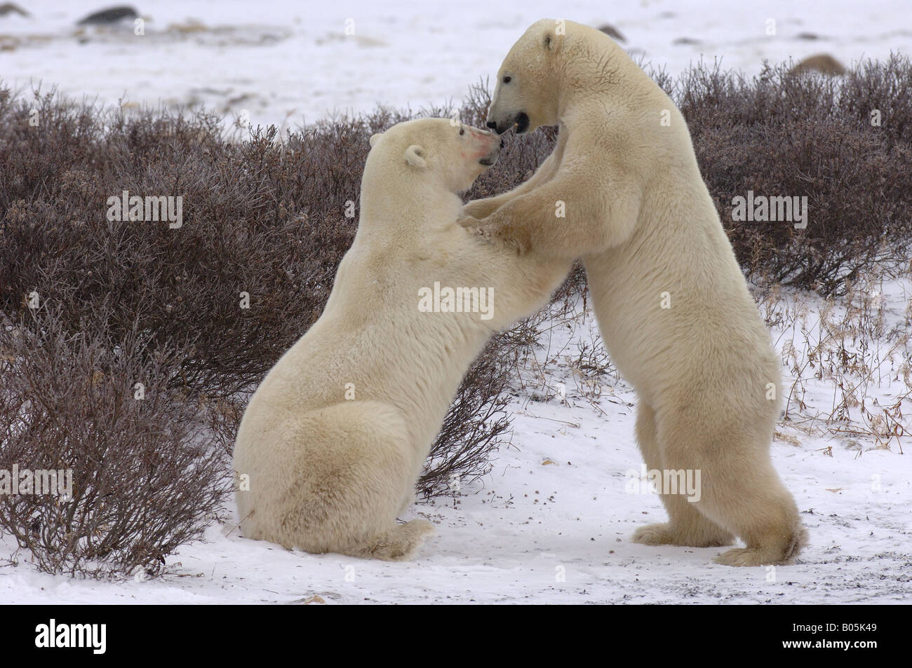 Churchill Manitoba jeune mâle ours polaires playfighting en attendant que la glace de la baie d'Hudson à geler Banque D'Images