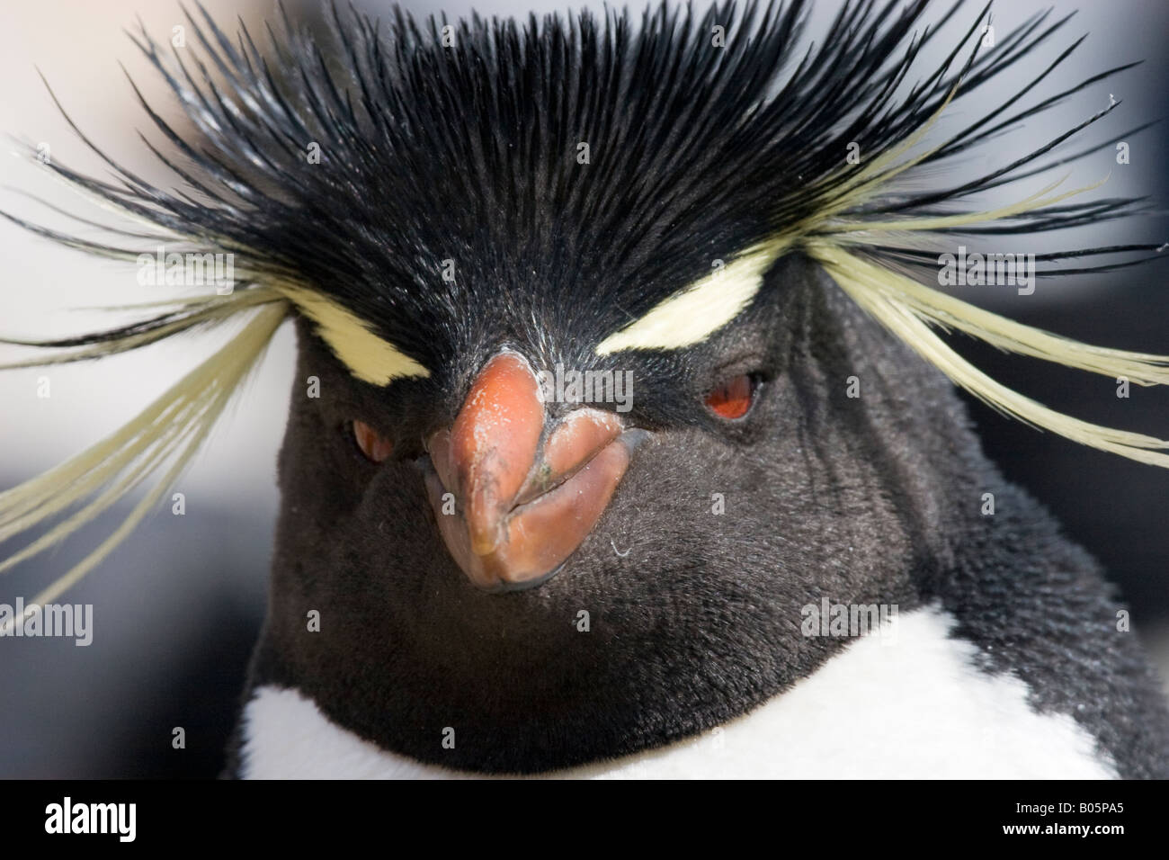 Portrait de Rockhopper Penguin (Eudyptes chrysocome) looking at camera avec tête pleine de plumes, Îles Falkland, l'Atlantique Sud Banque D'Images