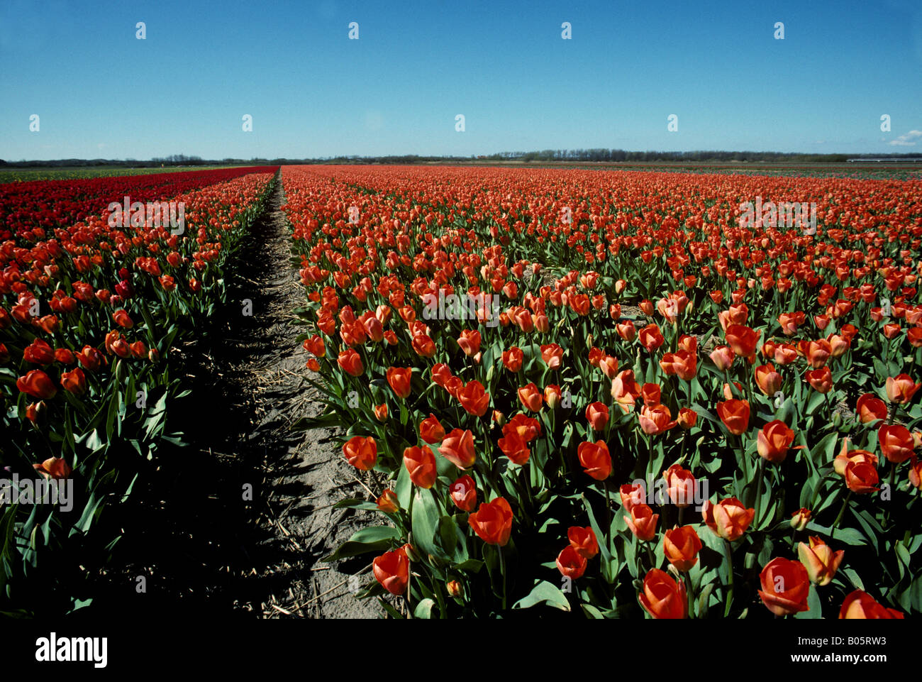 Tulipes rouges des champs Banque de photographies et d’images à haute ...