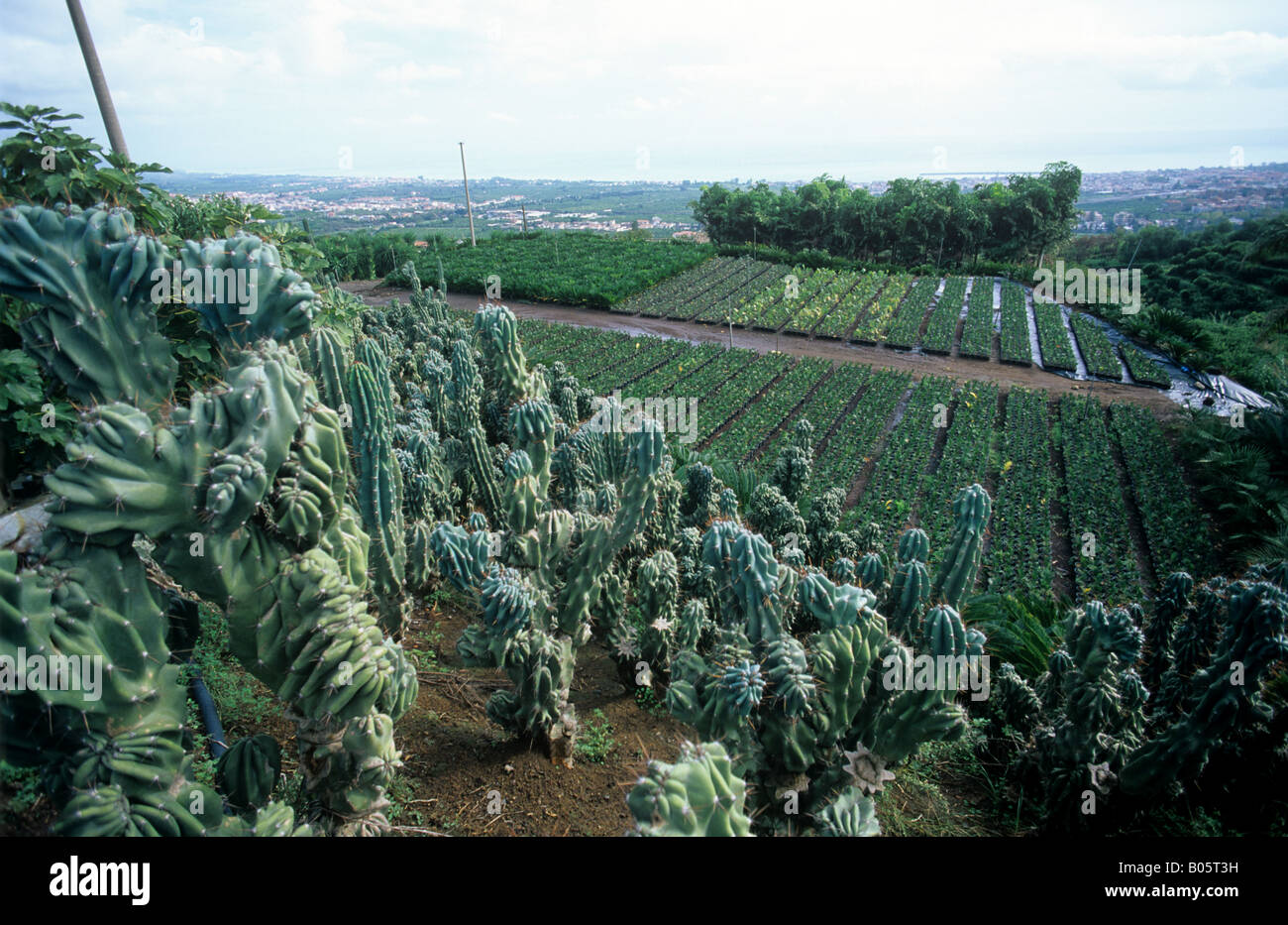 Pépinière de plantes à feuillage sicilien avec cactus et plantes succulentes Banque D'Images