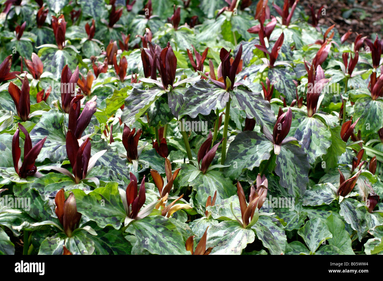 TRILLIUM CHLOROPETALUM Banque D'Images