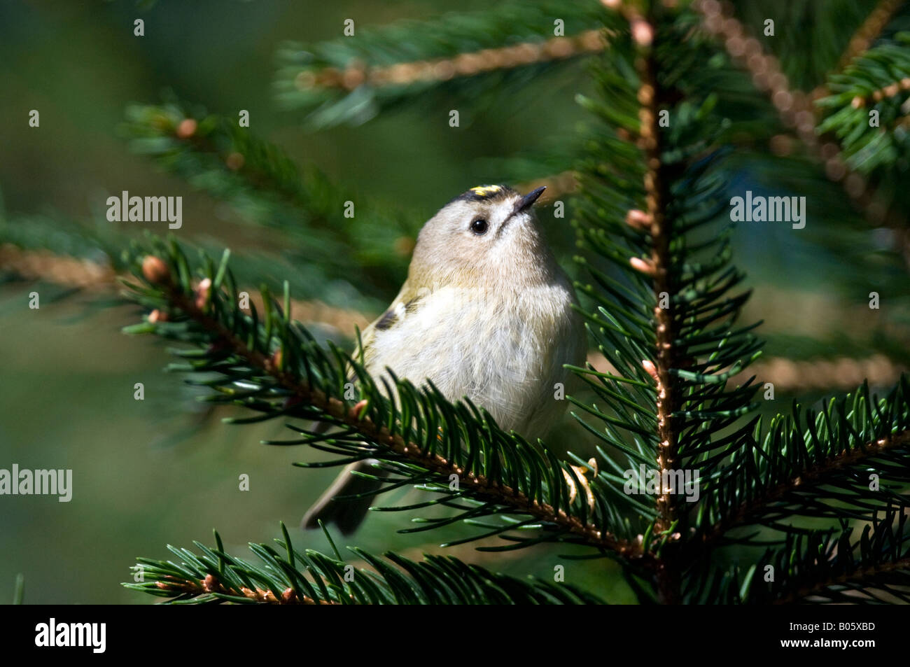 Goldcrest (Regulus regulus) en sapin Banque D'Images