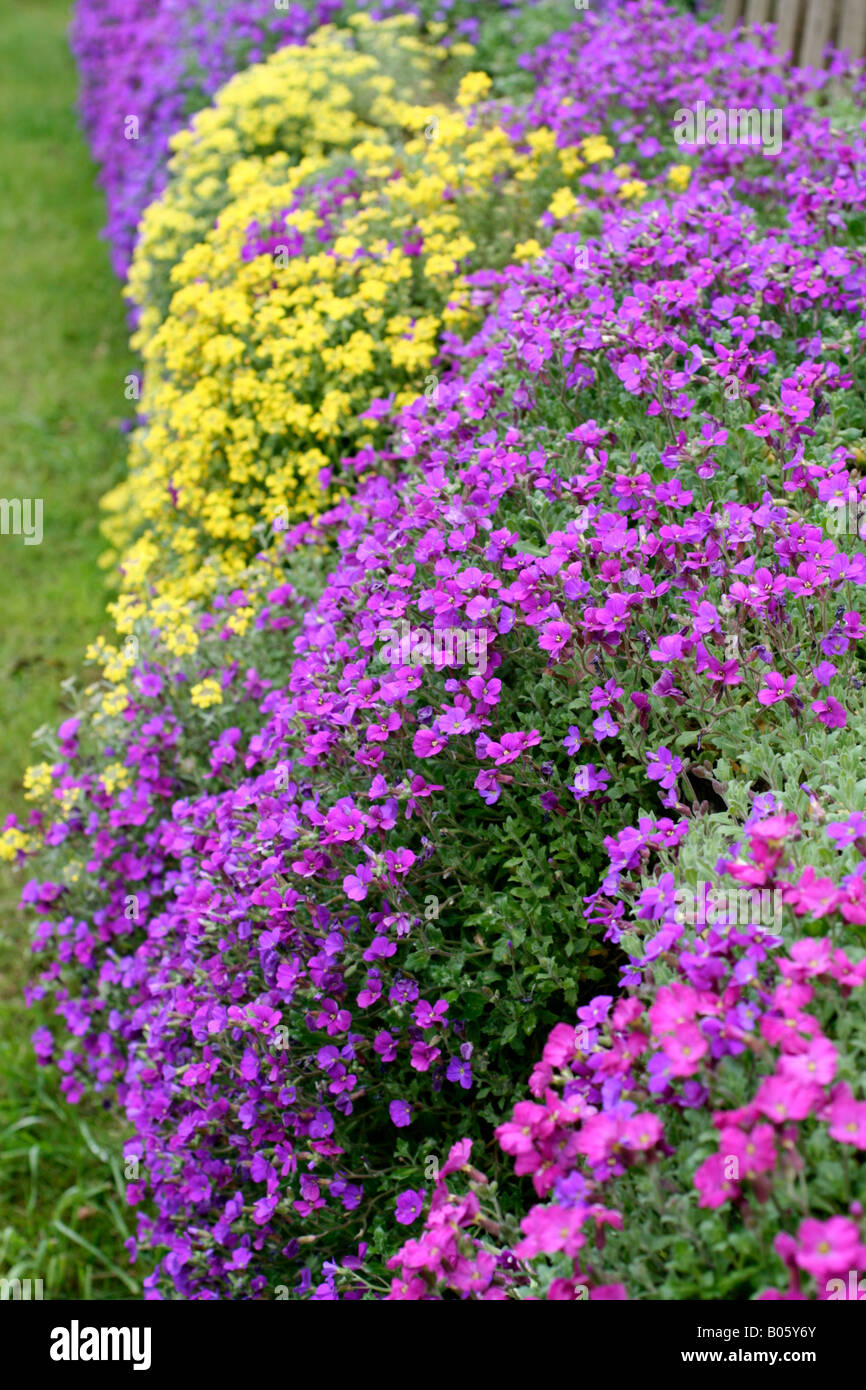 ALYSSUM SAXTILE AUBRETA ET X CULTORUM SÈCHE SUR UN MUR ORIENTÉ VERS LE NORD MAIS OUVERTE Banque D'Images