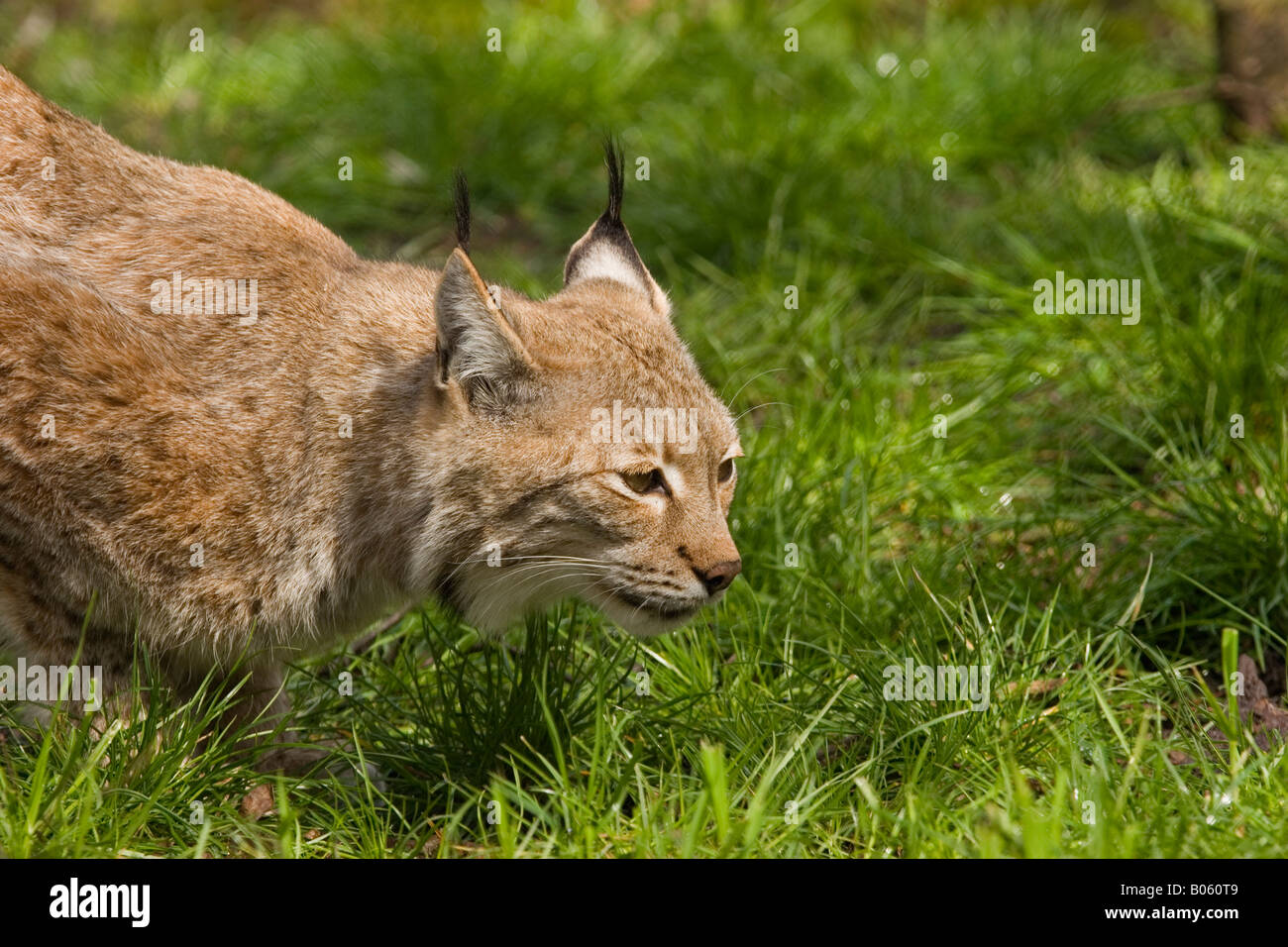 Lynx (européen) prises dans le parc de la faune Banque D'Images Lynx (européen) prises dans le parc de la faune Banque D'Images