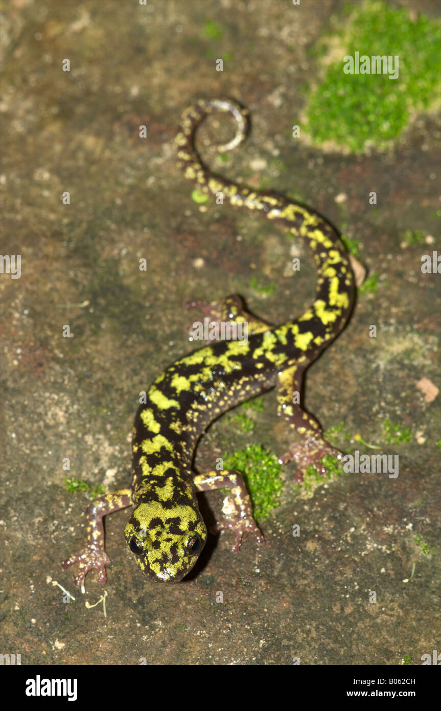 Salamandre verte sur un rocher moussu Banque D'Images