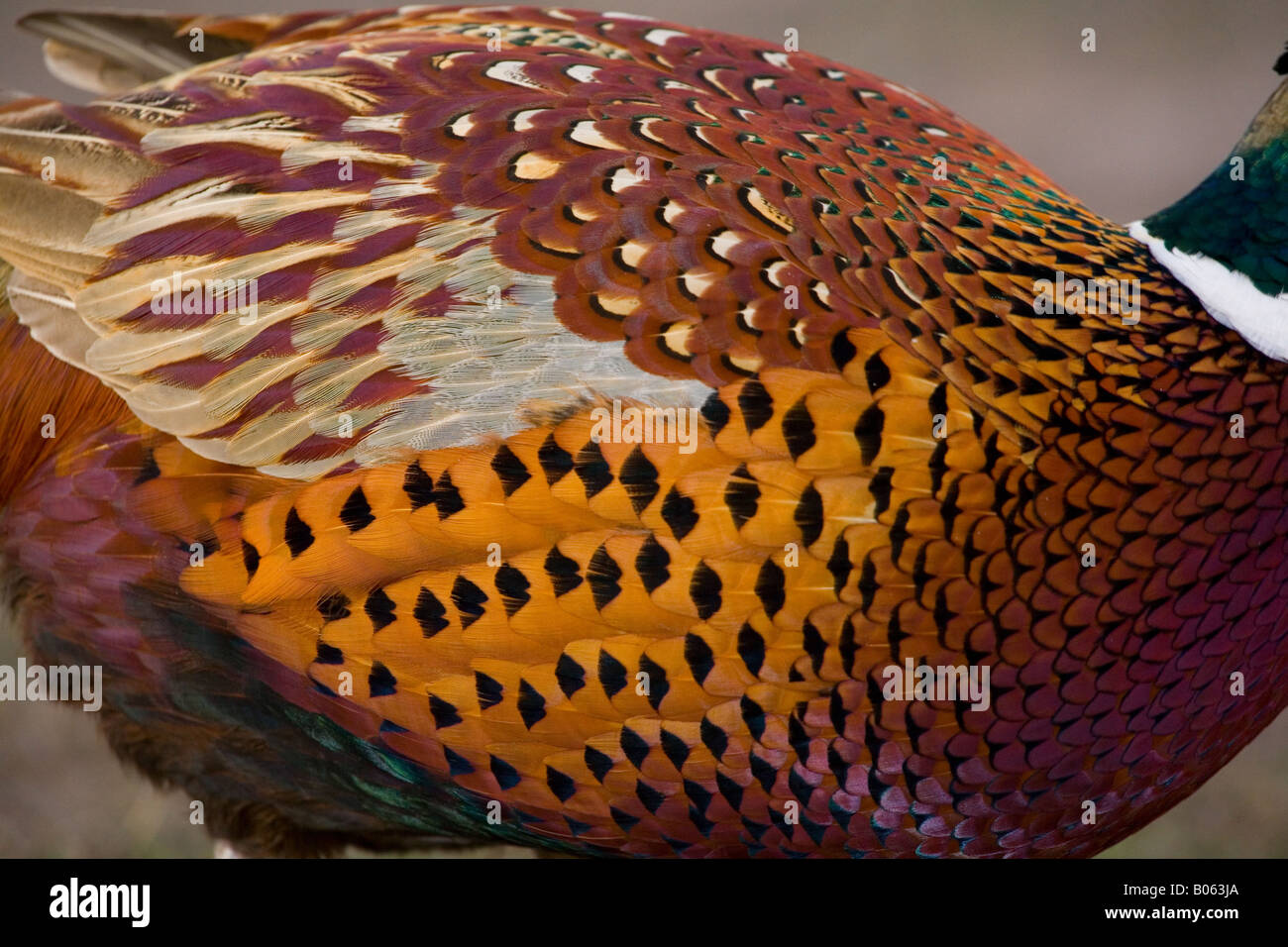 Le faisan commun (Phasianus colchicus), le faisan Banque D'Images