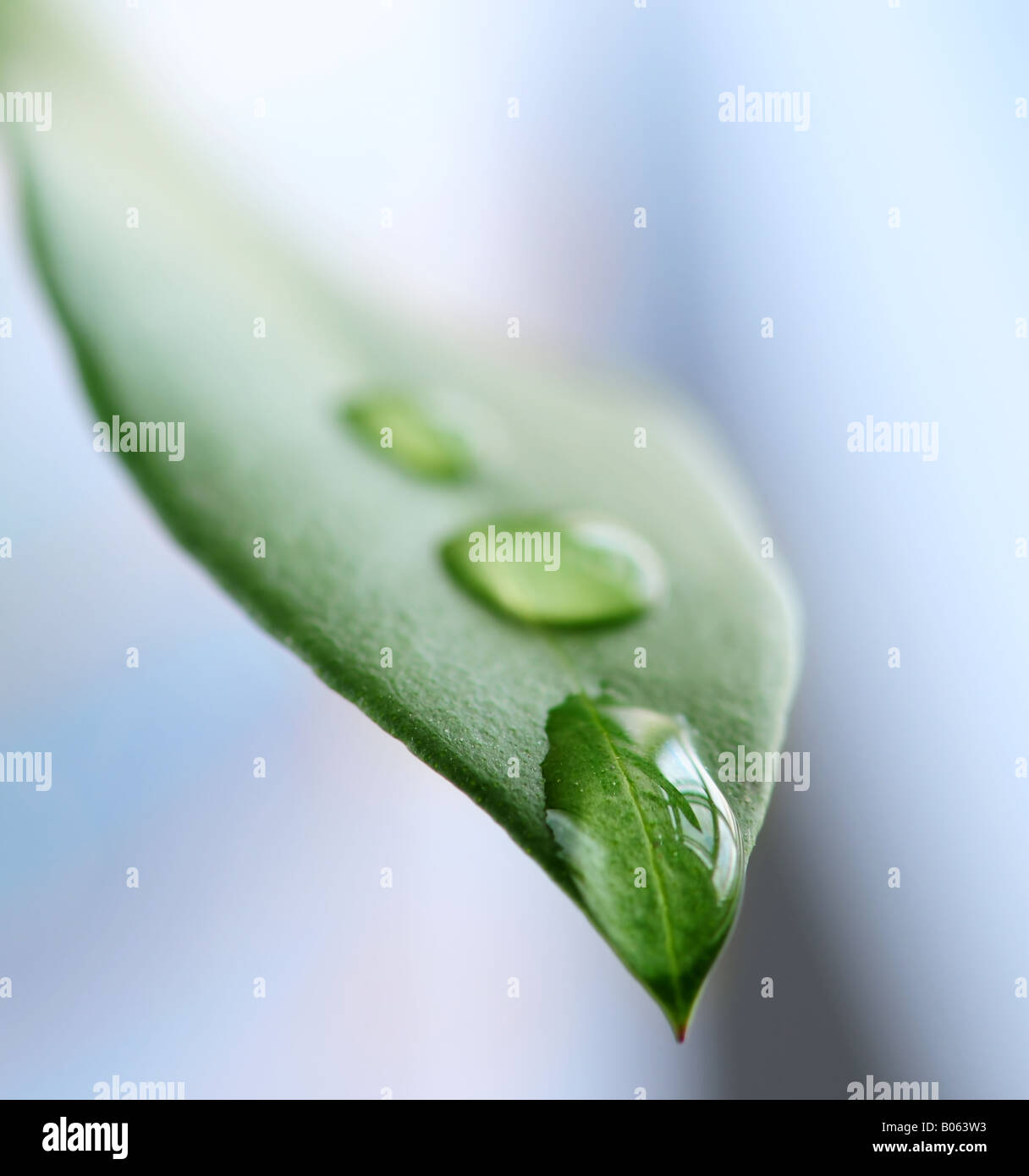 Macro d'une feuille verte avec de l'eau gouttes Banque D'Images