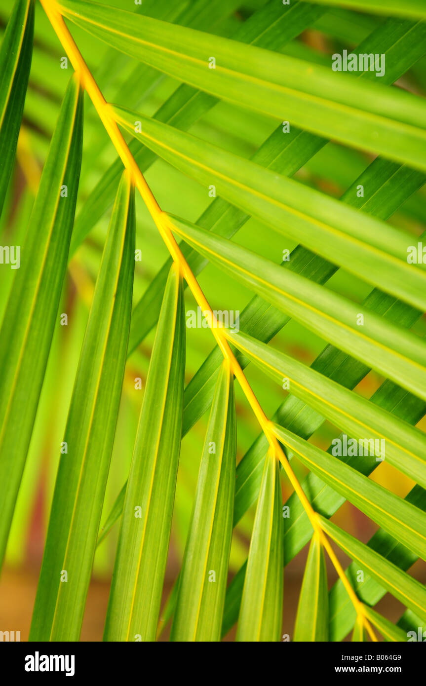 Fond vert botanique de feuilles de palmier close up Banque D'Images