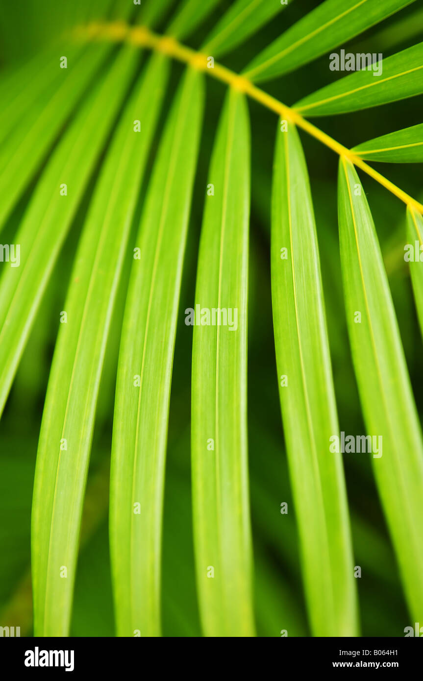 Fond vert botanique de feuilles de palmier close up Banque D'Images