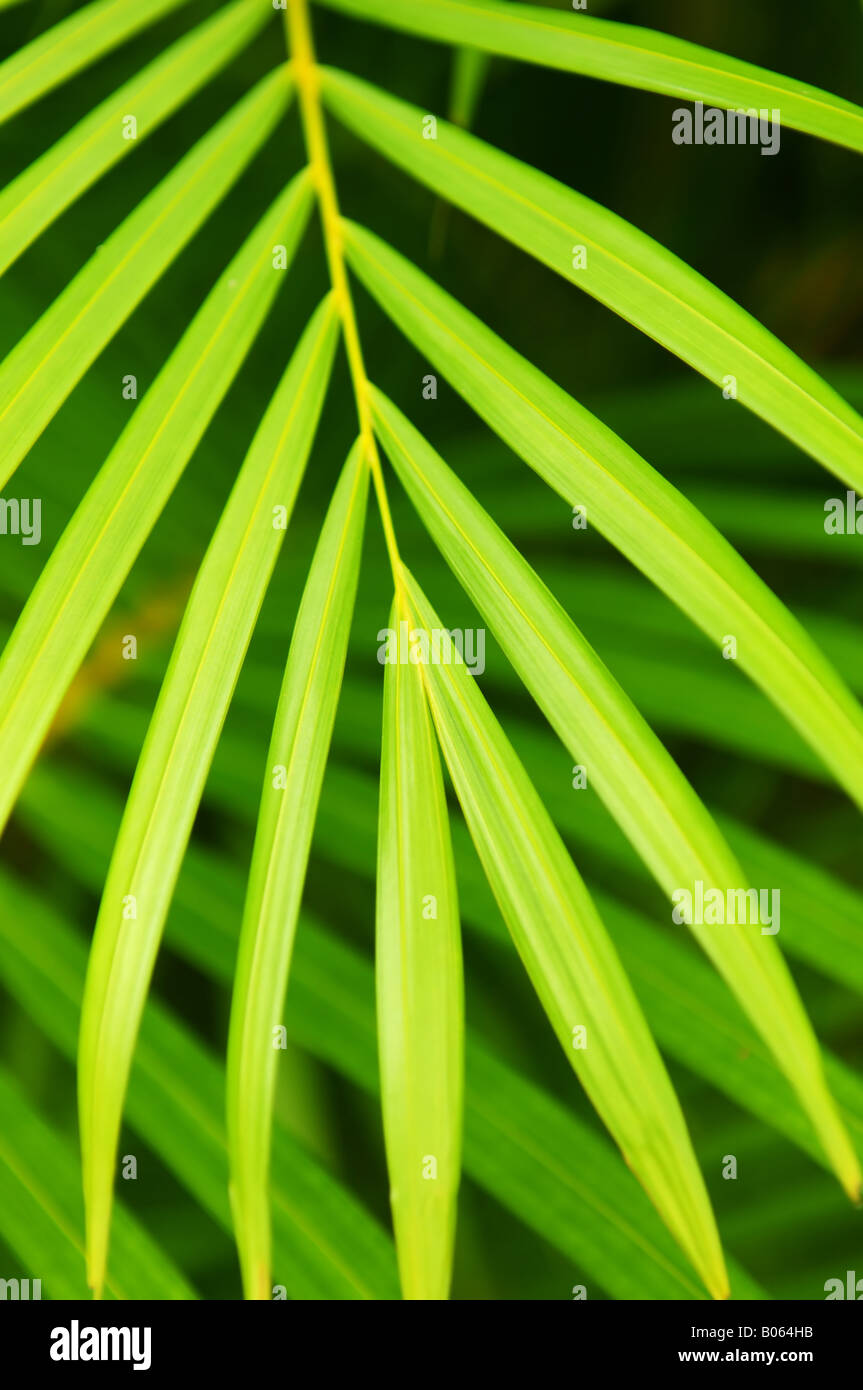 Fond vert botanique de feuilles de palmier close up Banque D'Images