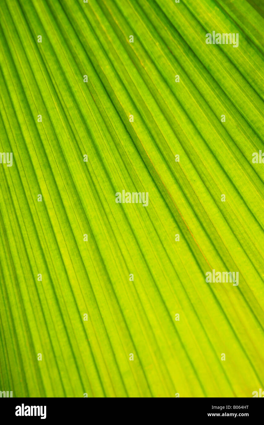 Résumé fond botanique des plantes tropicales de feuille verte Banque D'Images