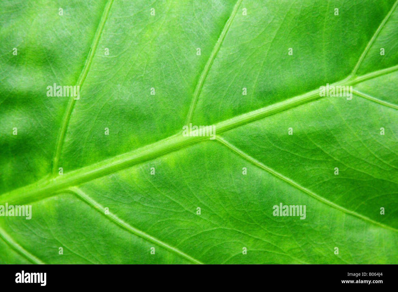 Résumé fond botanique des plantes tropicales de feuille verte Banque D'Images