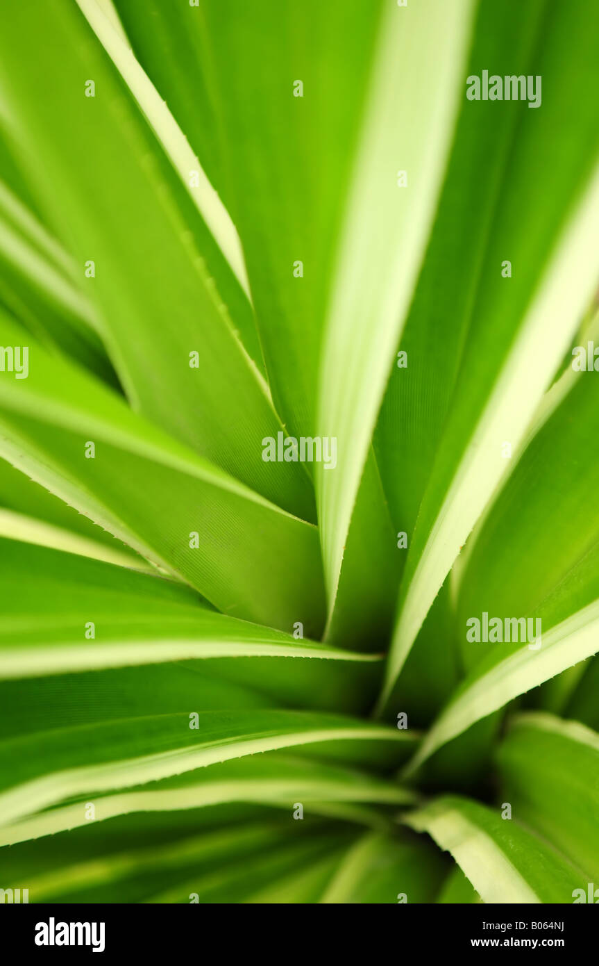 Gros plan sur les feuilles vertes des plantes tropicales Banque D'Images