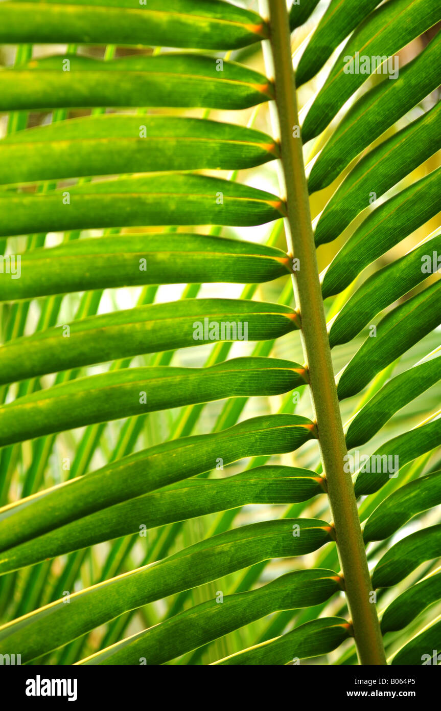 Libre de sunlit green palm tree leaf Banque D'Images
