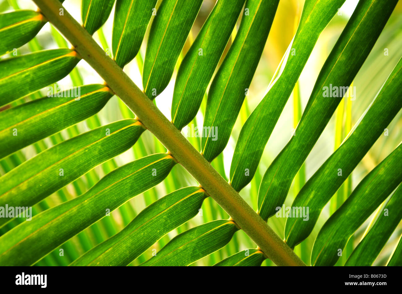 Libre de feuille verte d'plante tropicale Banque D'Images