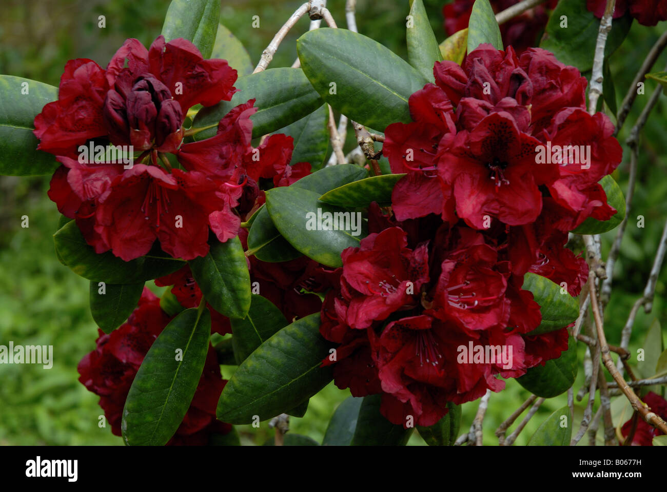 Le rhododendron, la reine de coeur. Jardin à Conwy. Le Nord du Pays de Galles au Royaume-Uni. Banque D'Images