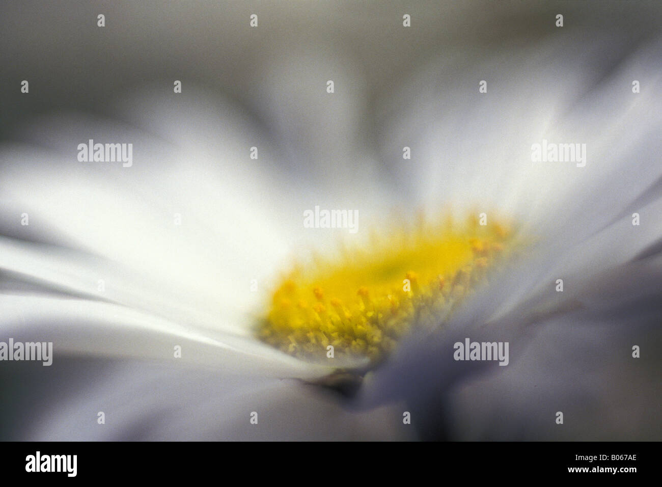 Daisy Prince Edward Island Canada Banque D'Images