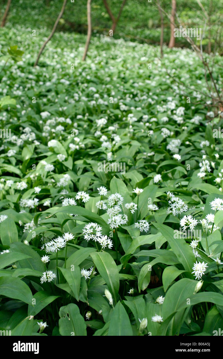 L'Allium ursinum OU RAMSONS forme un tapis dense sous les arbres feuillus sur sols humides dans l'ouest de l'Angleterre Banque D'Images