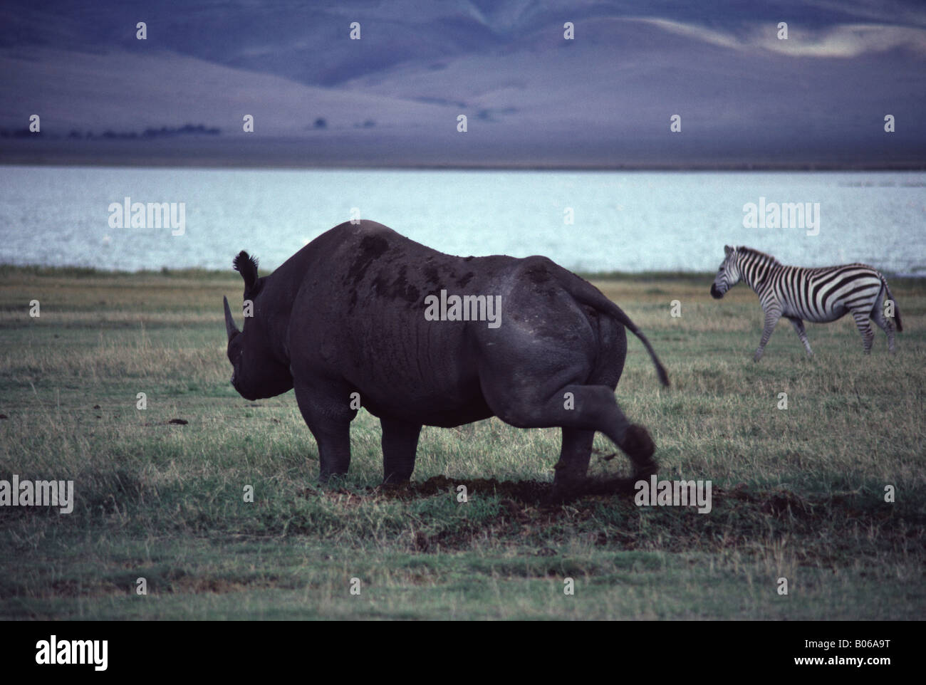 Le Rhinocéros noir (Diceros bicornis) marquage de territoire à midden. Le cratère du Ngorongoro en Tanzanie. Banque D'Images