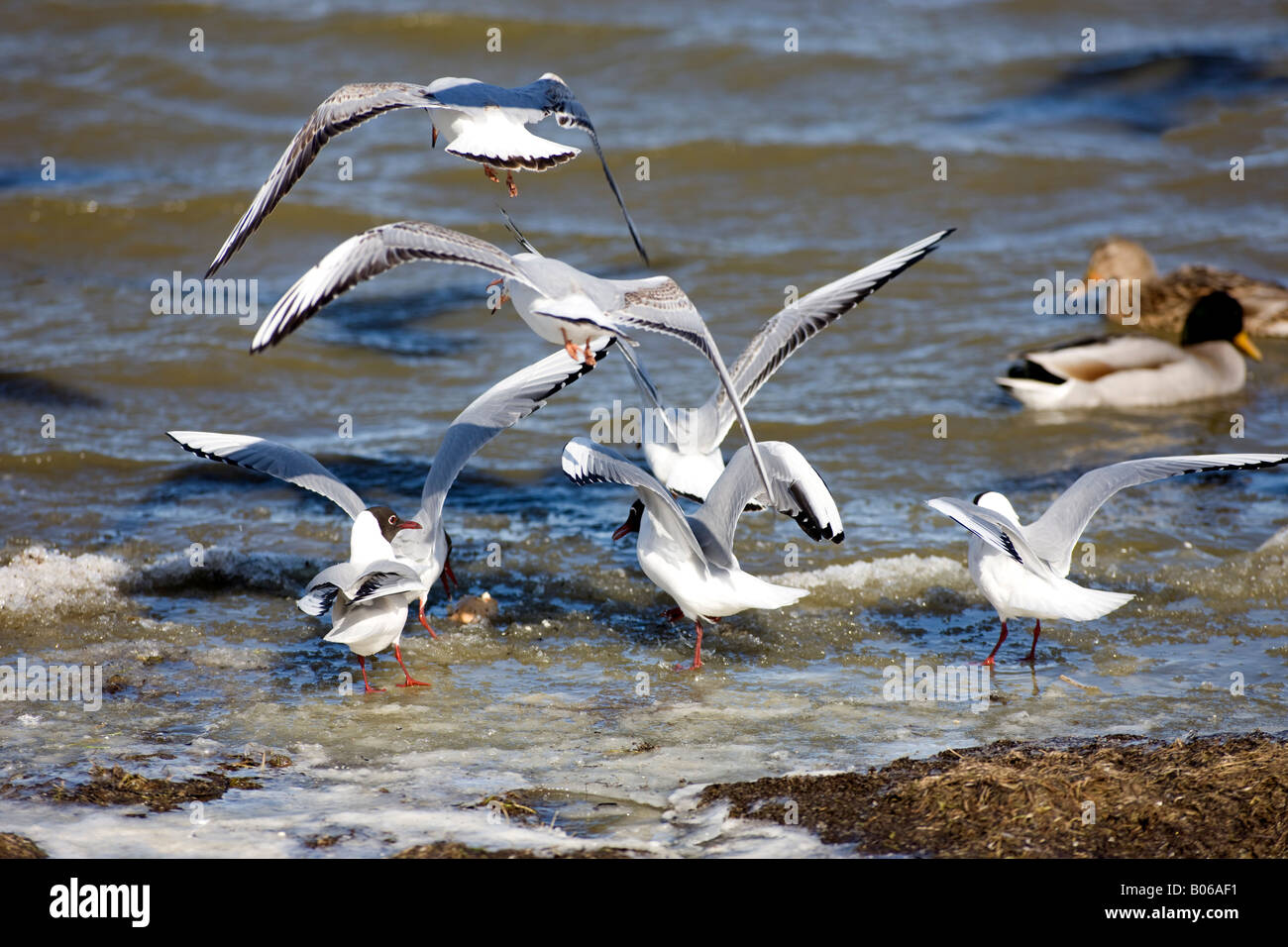 Les Oiseaux En Plein Vol à Seltjarnarnes Islande Banque D