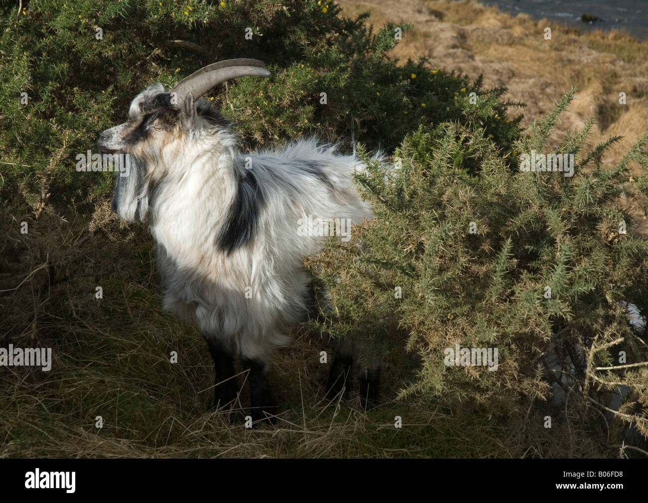 La chèvre de montagne sauvages du parc national de Snowdonia Ogwen Llyn Gwynedd au nord du Pays de Galles Banque D'Images