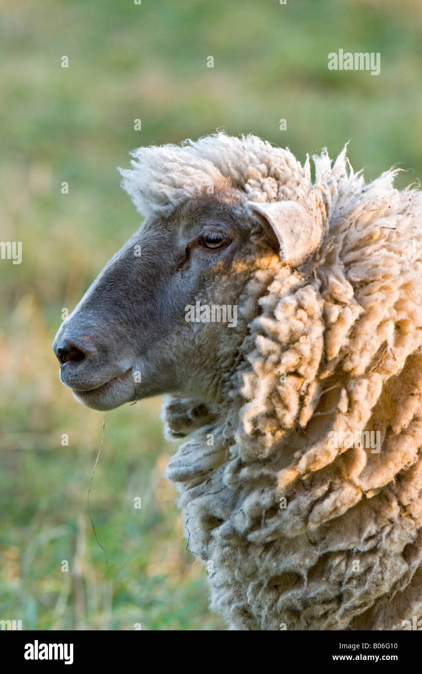 Le mouton domestique (Ovis ammon aries, Ovis aries), portrait Banque D'Images