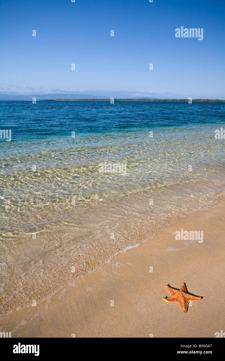 Panama, Bocas del Toro, Province de l'île l'Île de Colon (Colon) sur l'étoile de Star Beach Banque D'Images