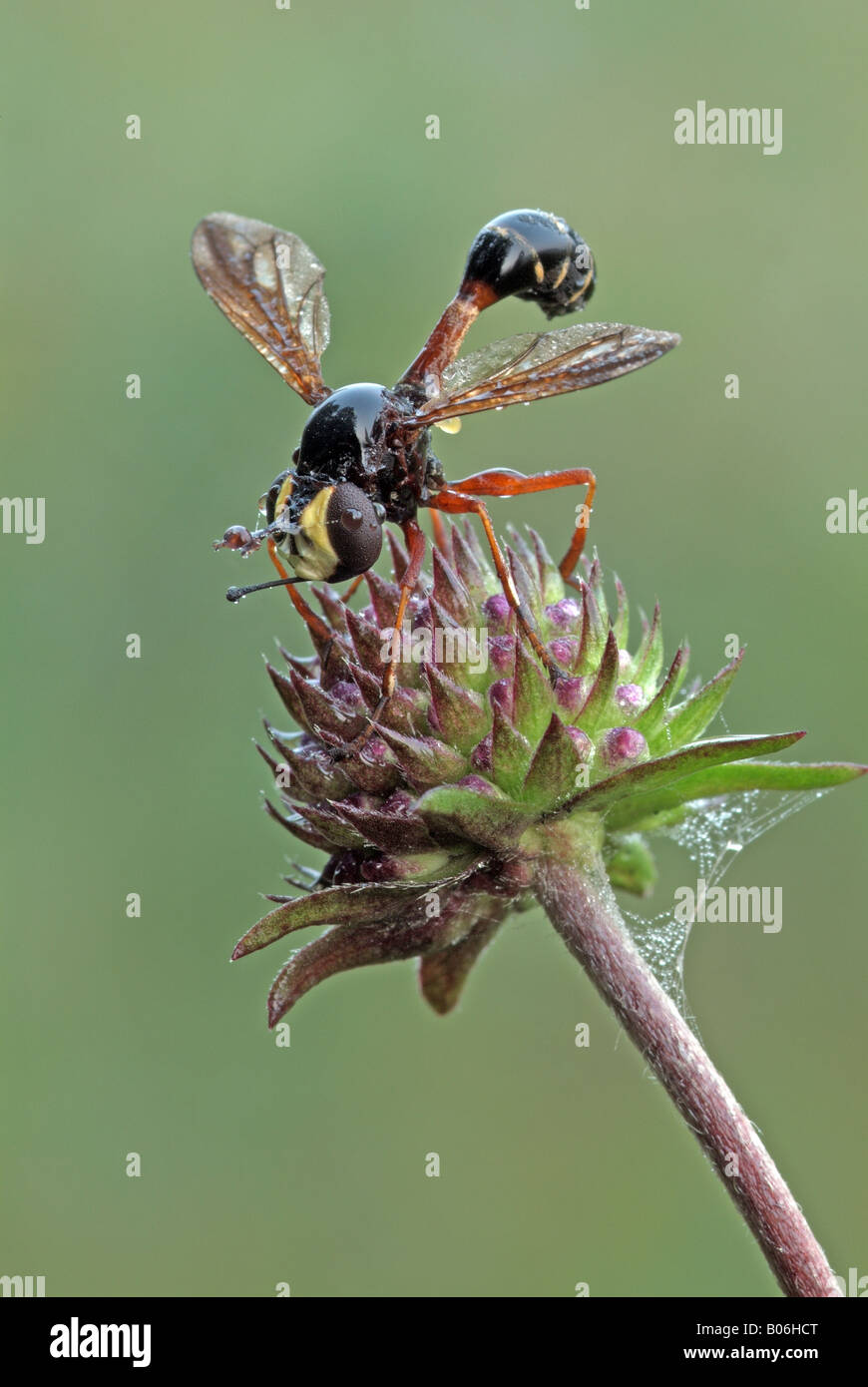 Voler à tête épaisse (Physocephala rufipes) sur fleur Banque D'Images