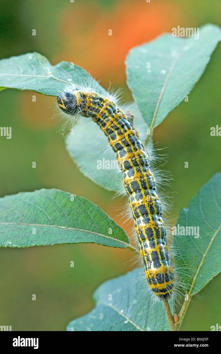 Buff-tip (Phalera bucephala), Caterpillar eating leaf Banque D'Images