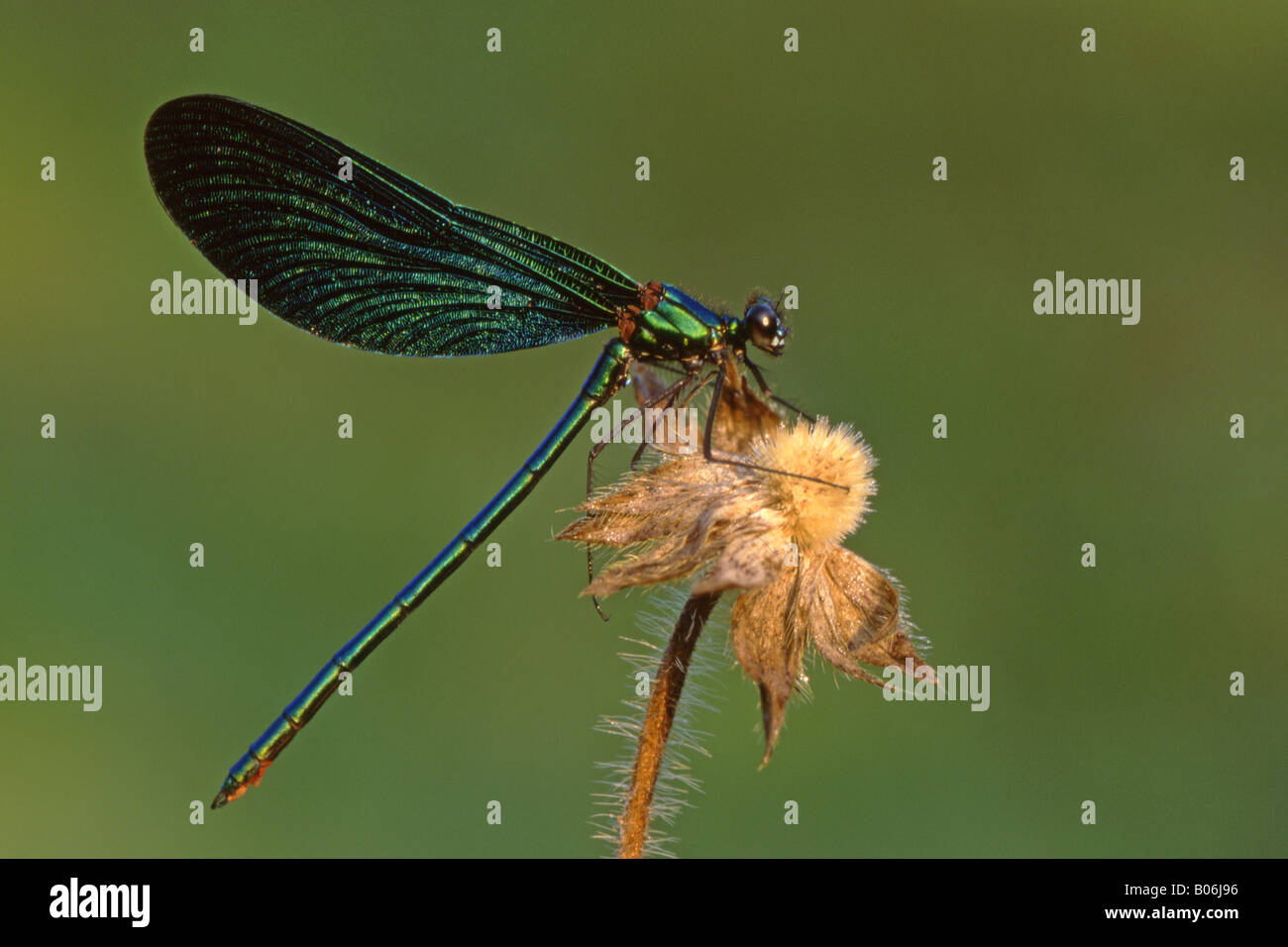 Bluewing, Demoiselle Agrion (Calopteryx virgo) sur la tête de semences Banque D'Images