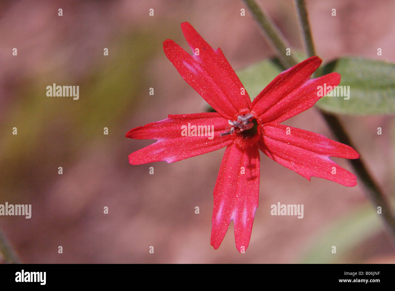 Une famille fleurs sauvages rouge sur le sol de la forêt pendant le printemps à Atlanta, Géorgie. Banque D'Images