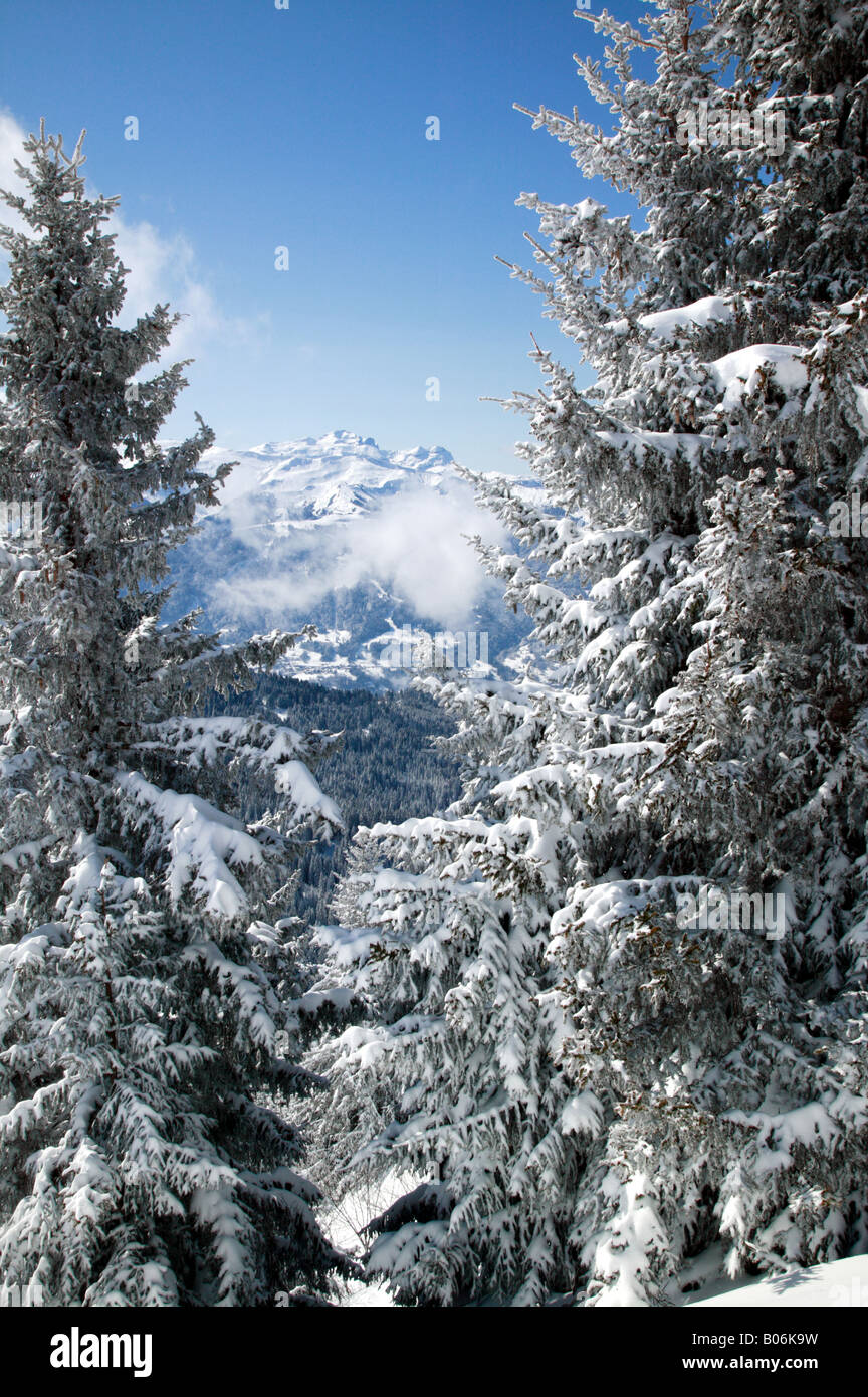 La neige a couvert de pins dans la station de ski des Gets, France Banque D'Images