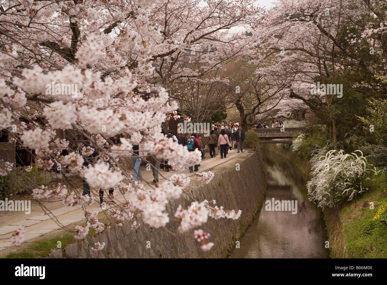 Kyoto Japon philosophes à pied & blossom Banque D'Images