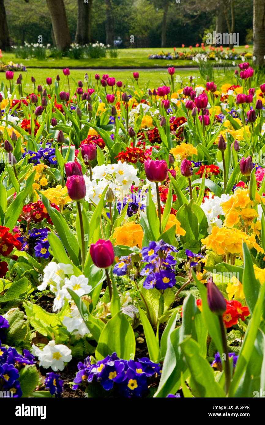 Les fleurs du printemps, les tulipes et les primulas prises dans le parc dans la ville des jardins, Swindon, Wiltshire, England, UK Banque D'Images