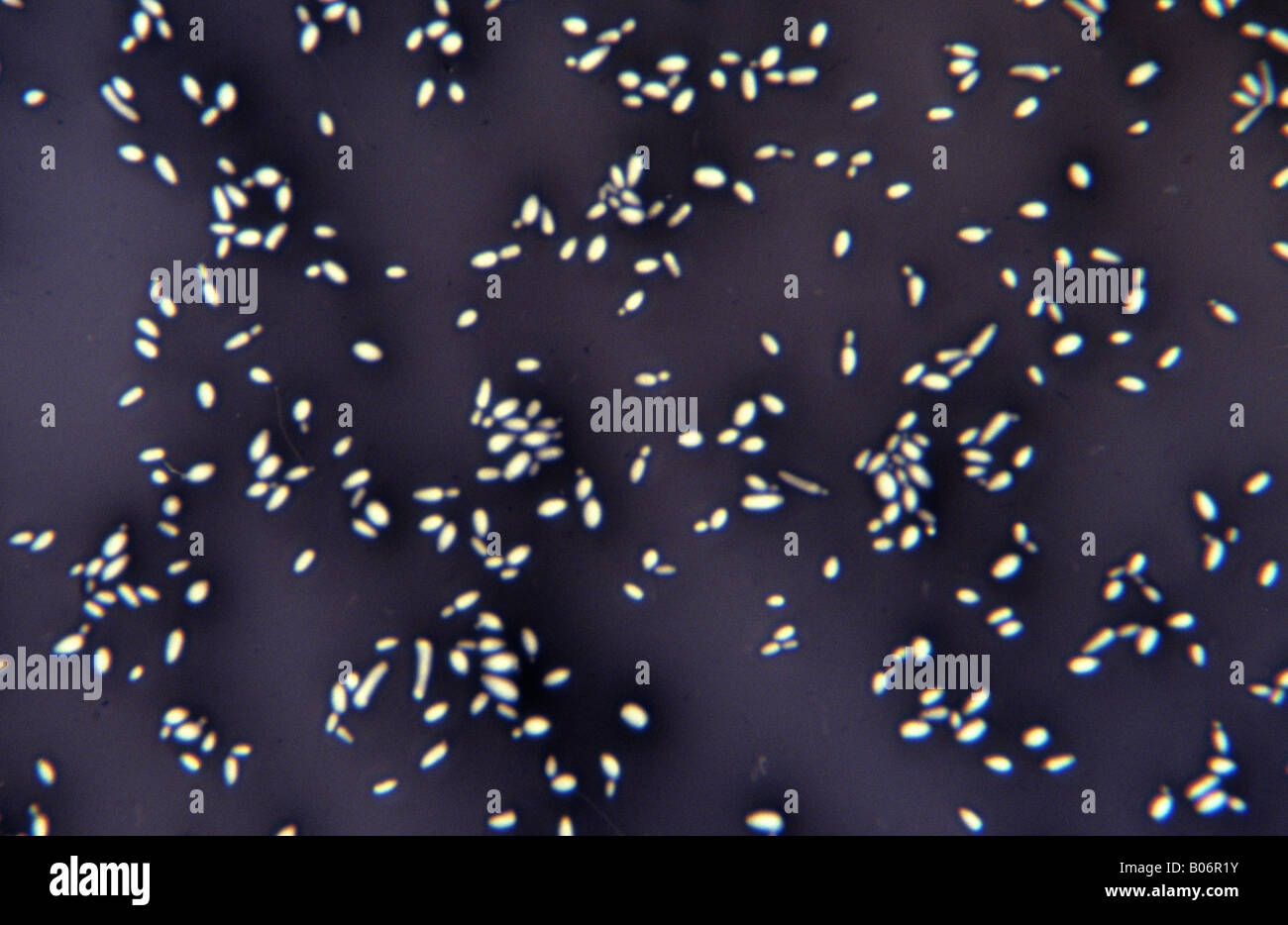 Le champignon Candida albicans Banque D'Images