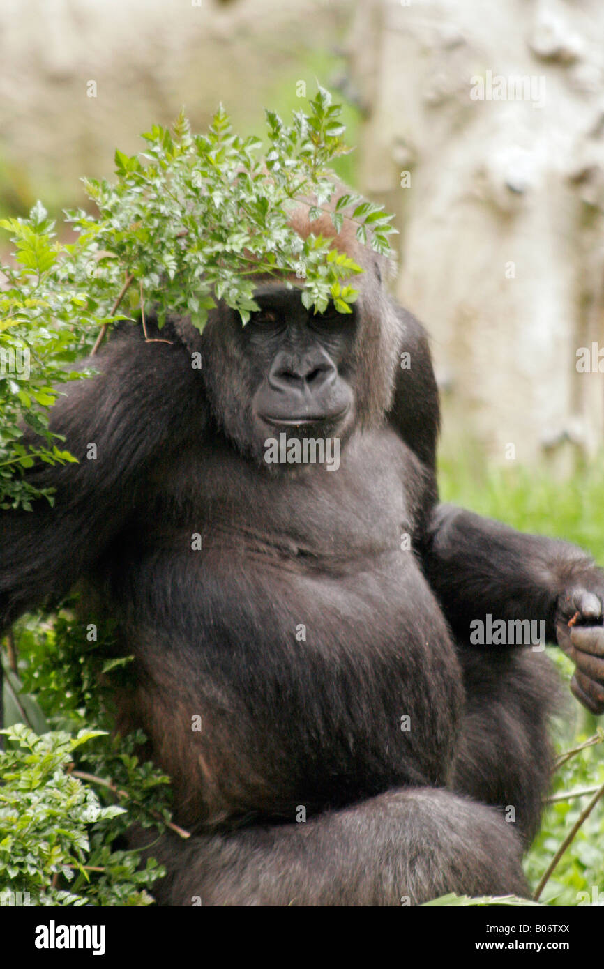 Perruque avec gorille Photo Stock - Alamy