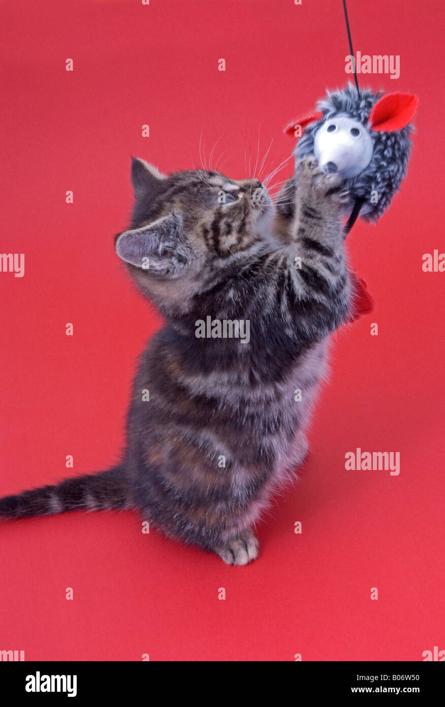 Huit semaine tabby kitten provisoirement jouant avec un jouet de la souris Banque D'Images