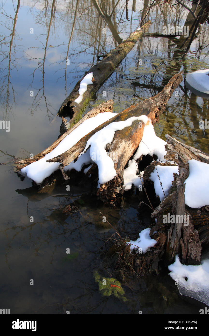 Bois inondé dans Fish Creek Park, Calgary, Alberta Banque D'Images