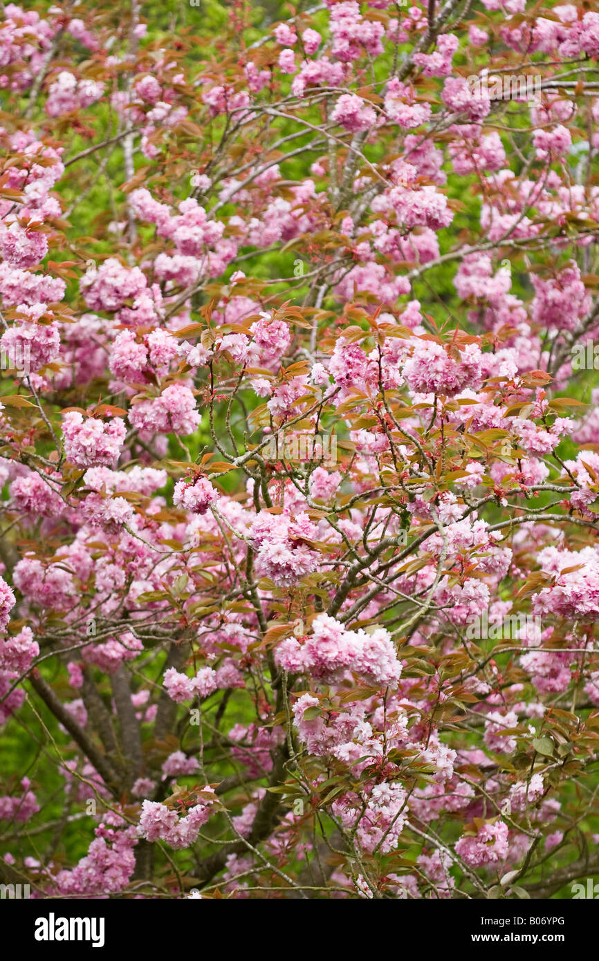 Fleur de cerisier rose (Prunus 'Kanzan') au printemps Banque D'Images