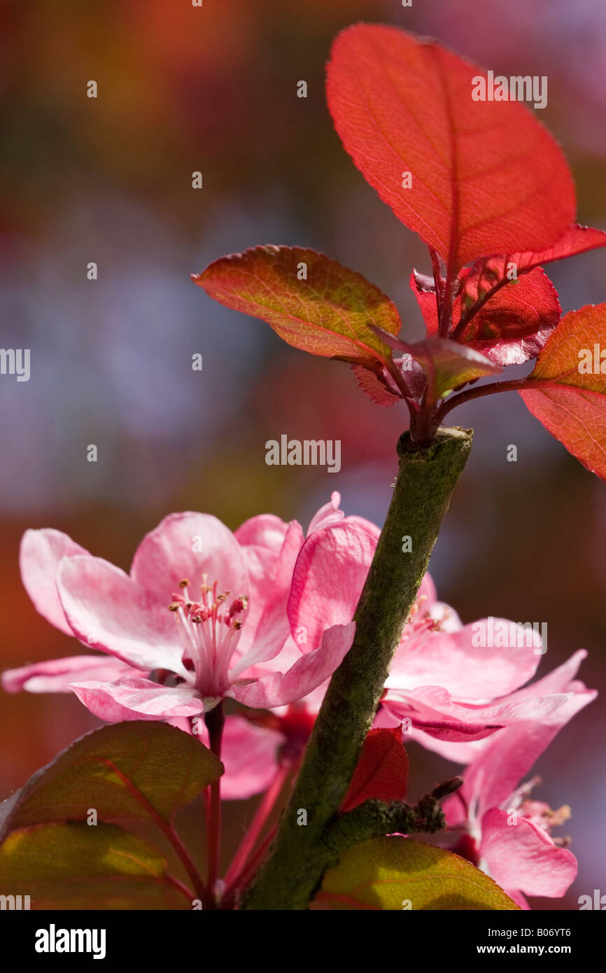Fleur rose de l'arbre À Fleurs de crabe (Malus spectabilis 'Riversii') au printemps Banque D'Images