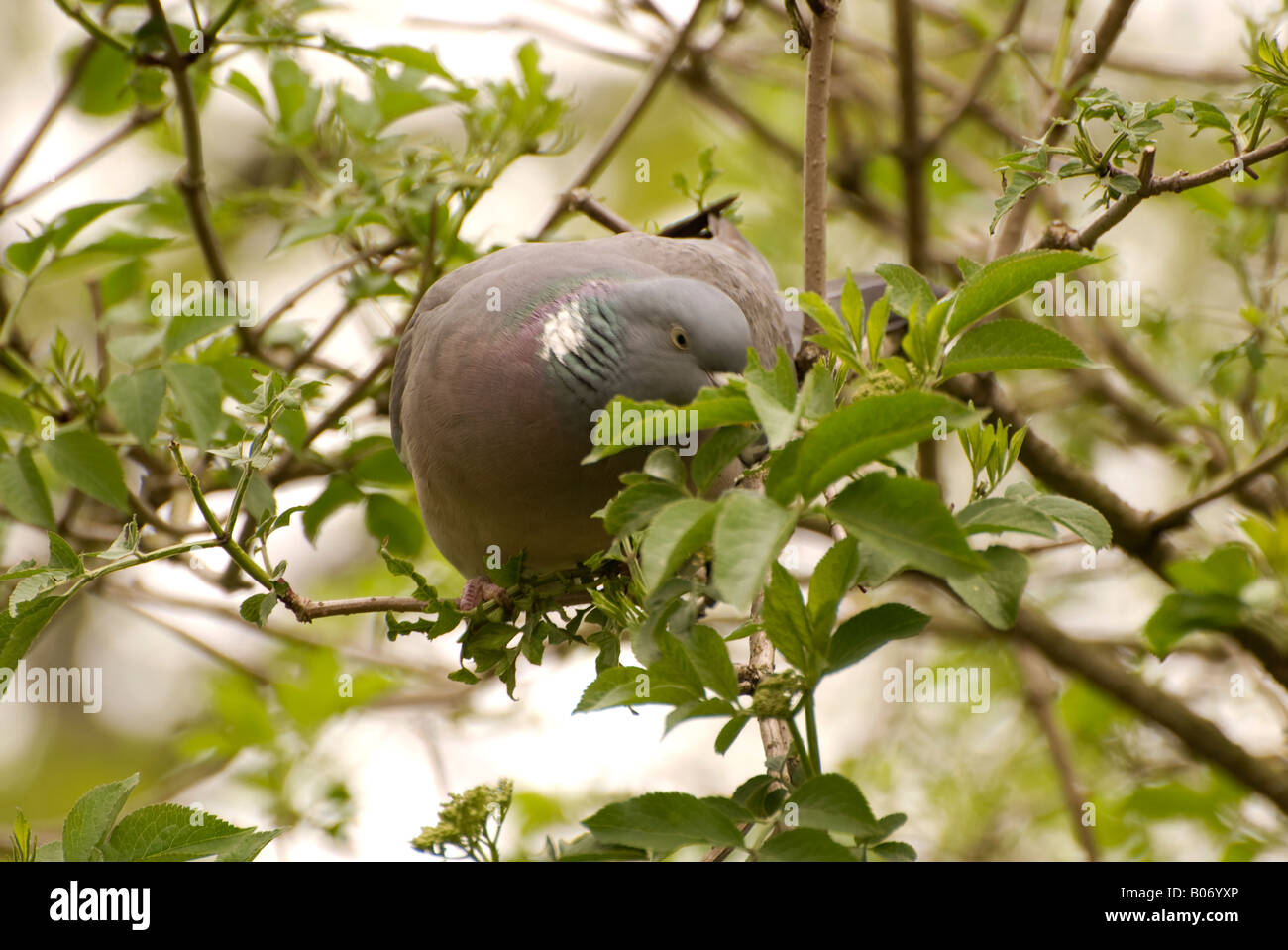 Wood pigeon dans l'arbre et se nourrissent de bourgeons à fleurs nombre 2675 Banque D'Images
